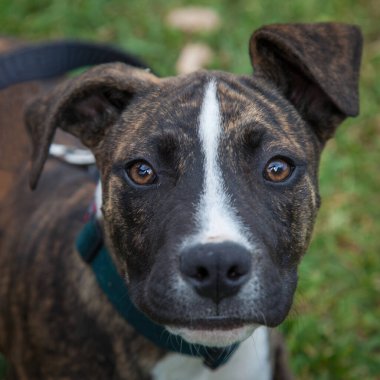 Yürümek ve köpeklerle oynamak çok ödüllendirici bir deneyim olabilir. Bu köpek senin en iyi arkadaşın olmayı çok ister..