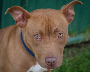 Yürümek ve köpeklerle oynamak çok ödüllendirici bir deneyim olabilir. Bu köpek senin en iyi arkadaşın olmayı çok ister..