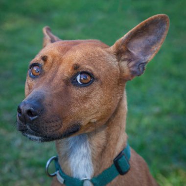 Yürümek ve köpeklerle oynamak çok ödüllendirici bir deneyim olabilir. Bu köpek senin en iyi arkadaşın olmayı çok ister..