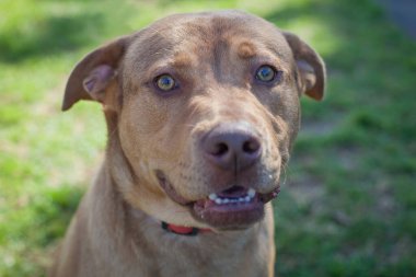 Yürümek ve köpeklerle oynamak çok ödüllendirici bir deneyim olabilir. Bu köpek senin en iyi arkadaşın olmayı çok ister..