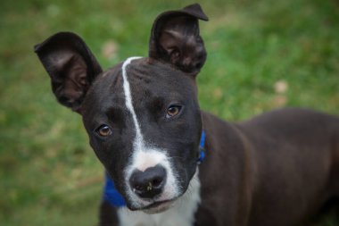 Yürümek ve köpeklerle oynamak çok ödüllendirici bir deneyim olabilir. Bu köpek senin en iyi arkadaşın olmayı çok ister..