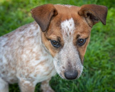 Yürümek ve köpeklerle oynamak çok ödüllendirici bir deneyim olabilir. Bu köpek senin en iyi arkadaşın olmayı çok ister..