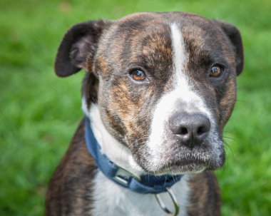 Yürümek ve köpeklerle oynamak çok ödüllendirici bir deneyim olabilir. Bu köpek senin en iyi arkadaşın olmayı çok ister..
