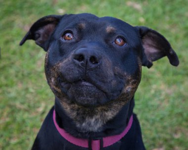 Yürümek ve köpeklerle oynamak çok ödüllendirici bir deneyim olabilir. Bu köpek senin en iyi arkadaşın olmayı çok ister..
