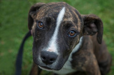 Yürümek ve köpeklerle oynamak çok ödüllendirici bir deneyim olabilir. Bu köpek senin en iyi arkadaşın olmayı çok ister..