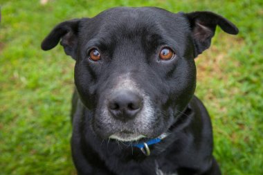 Yürümek ve köpeklerle oynamak çok ödüllendirici bir deneyim olabilir. Bu köpek senin en iyi arkadaşın olmayı çok ister..