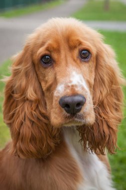 Yürümek ve köpeklerle oynamak çok ödüllendirici bir deneyim olabilir. Bu köpek senin en iyi arkadaşın olmayı çok ister..