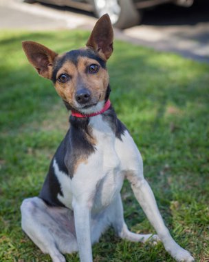 Yürümek ve köpeklerle oynamak çok ödüllendirici bir deneyim olabilir. Bu köpek senin en iyi arkadaşın olmayı çok ister..