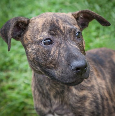 Yürümek ve köpeklerle oynamak çok ödüllendirici bir deneyim olabilir. Bu köpek senin en iyi arkadaşın olmayı çok ister..