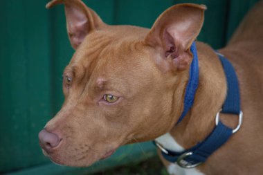 Yürümek ve köpeklerle oynamak çok ödüllendirici bir deneyim olabilir. Bu köpek senin en iyi arkadaşın olmayı çok ister..