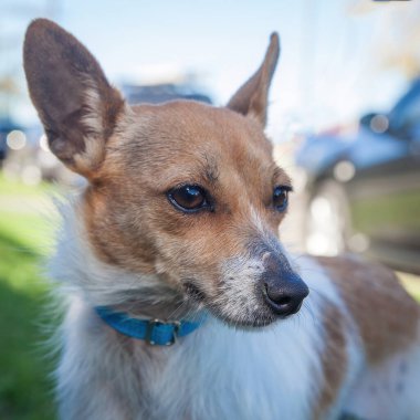 Yürümek ve köpeklerle oynamak çok ödüllendirici bir deneyim olabilir. Bu köpek senin en iyi arkadaşın olmayı çok ister..