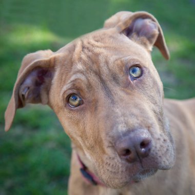 Yürümek ve köpeklerle oynamak çok ödüllendirici bir deneyim olabilir. Bu köpek senin en iyi arkadaşın olmayı çok ister..