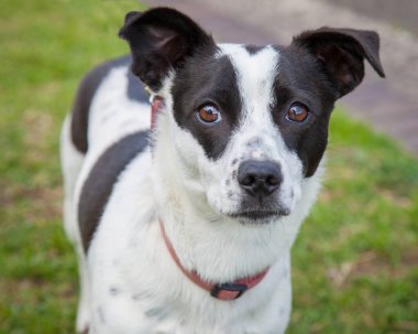 Yürümek ve köpeklerle oynamak çok ödüllendirici bir deneyim olabilir. Bu köpek senin en iyi arkadaşın olmayı çok ister..