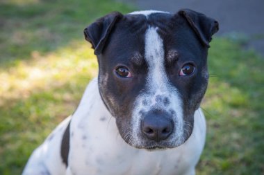 Yürümek ve köpeklerle oynamak çok ödüllendirici bir deneyim olabilir. Bu köpek senin en iyi arkadaşın olmayı çok ister..