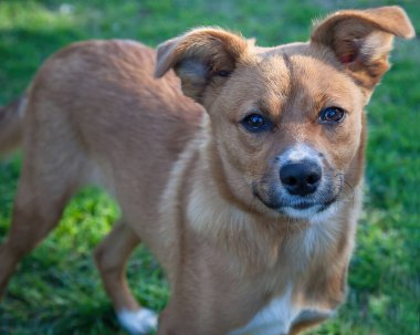 Yürümek ve köpeklerle oynamak çok ödüllendirici bir deneyim olabilir. Bu köpek senin en iyi arkadaşın olmayı çok ister..