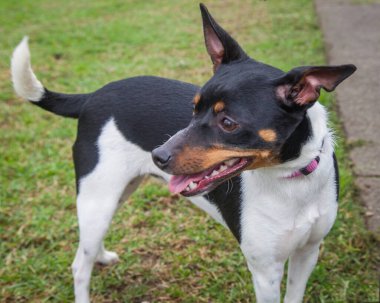 Yürümek ve köpeklerle oynamak çok ödüllendirici bir deneyim olabilir. Bu köpek senin en iyi arkadaşın olmayı çok ister..