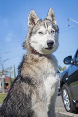Yürümek ve köpeklerle oynamak çok ödüllendirici bir deneyim olabilir. Bu köpek senin en iyi arkadaşın olmayı çok ister..