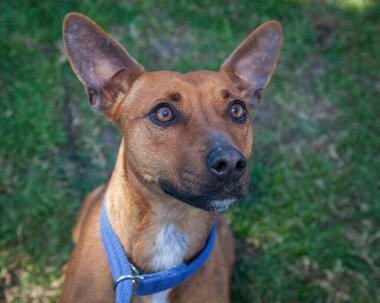 Yürümek ve köpeklerle oynamak çok ödüllendirici bir deneyim olabilir. Bu köpek senin en iyi arkadaşın olmayı çok ister..