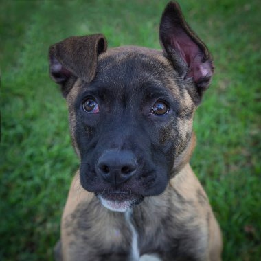 Yürümek ve köpeklerle oynamak çok ödüllendirici bir deneyim olabilir. Bu köpek senin en iyi arkadaşın olmayı çok ister..