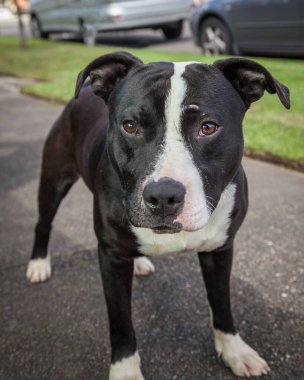 Yürümek ve köpeklerle oynamak çok ödüllendirici bir deneyim olabilir. Bu köpek senin en iyi arkadaşın olmayı çok ister..