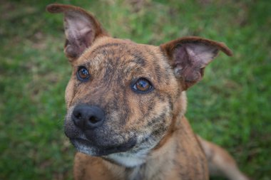 Yürümek ve köpeklerle oynamak çok ödüllendirici bir deneyim olabilir. Bu köpek senin en iyi arkadaşın olmayı çok ister..