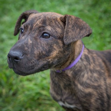 Yürümek ve köpeklerle oynamak çok ödüllendirici bir deneyim olabilir. Bu köpek senin en iyi arkadaşın olmayı çok ister..