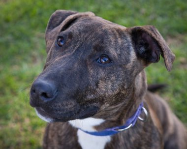 Yürümek ve köpeklerle oynamak çok ödüllendirici bir deneyim olabilir. Bu köpek senin en iyi arkadaşın olmayı çok ister..