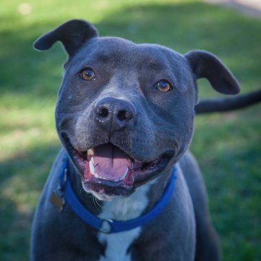 Yürümek ve köpeklerle oynamak çok ödüllendirici bir deneyim olabilir. Bu köpek senin en iyi arkadaşın olmayı çok ister..