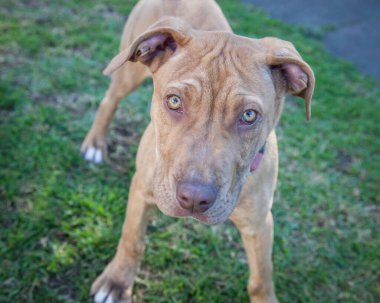 Yürümek ve köpeklerle oynamak çok ödüllendirici bir deneyim olabilir. Bu köpek senin en iyi arkadaşın olmayı çok ister..