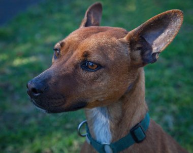 Yürümek ve köpeklerle oynamak çok ödüllendirici bir deneyim olabilir. Bu köpek senin en iyi arkadaşın olmayı çok ister..