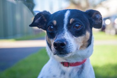 Yürümek ve köpeklerle oynamak çok ödüllendirici bir deneyim olabilir. Bu köpek senin en iyi arkadaşın olmayı çok ister..