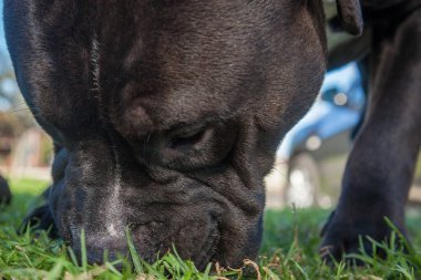 Yürümek ve köpeklerle oynamak çok ödüllendirici bir deneyim olabilir. Bu köpek senin en iyi arkadaşın olmayı çok ister..