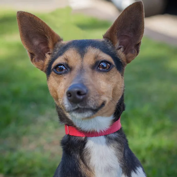 Yürümek ve köpeklerle oynamak çok ödüllendirici bir deneyim olabilir. Bu köpek senin en iyi arkadaşın olmayı çok ister..
