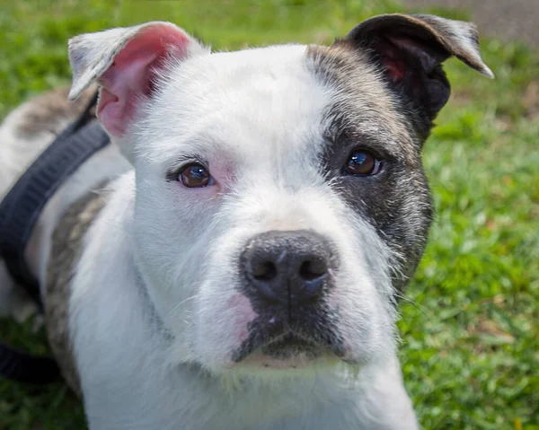 Spaziergänge Und Das Spielen Mit Hunden Können Eine Sehr Lohnende — Stockfoto