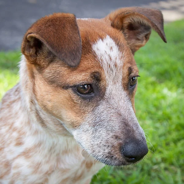 Yürümek ve köpeklerle oynamak çok ödüllendirici bir deneyim olabilir. Bu köpek senin en iyi arkadaşın olmayı çok ister..