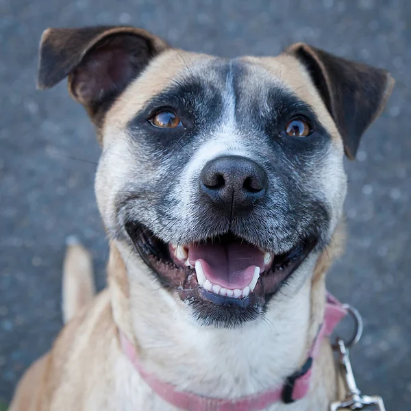 Yürümek ve köpeklerle oynamak çok ödüllendirici bir deneyim olabilir. Bu köpek senin en iyi arkadaşın olmayı çok ister..