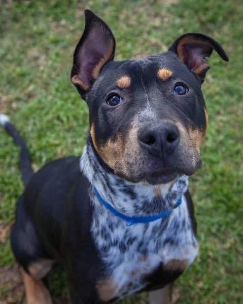 Yürümek ve köpeklerle oynamak çok ödüllendirici bir deneyim olabilir. Bu köpek senin en iyi arkadaşın olmayı çok ister..