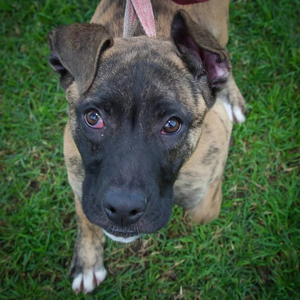 Spaziergänge Und Das Spielen Mit Hunden Können Eine Sehr Lohnende — Stockfoto