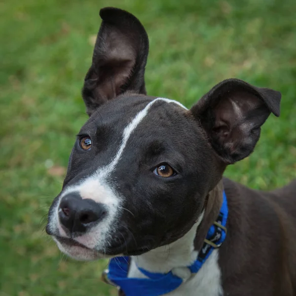 Spaziergänge Und Das Spielen Mit Hunden Können Eine Sehr Lohnende — Stockfoto