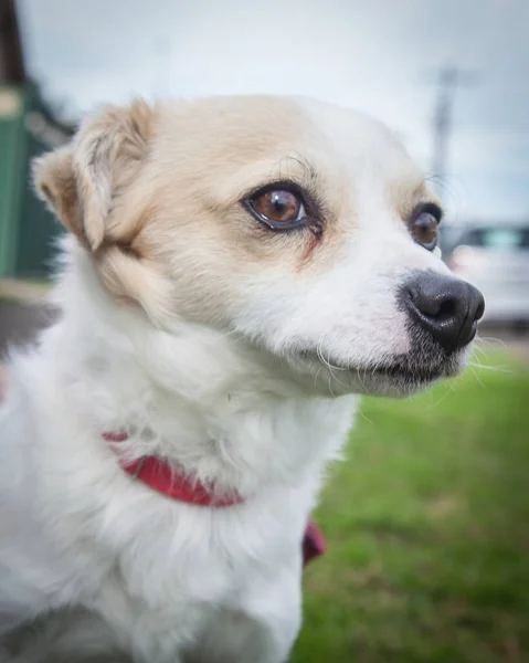 Pasear Jugar Con Perros Puede Ser Una Experiencia Muy Gratificante —  Fotos de Stock