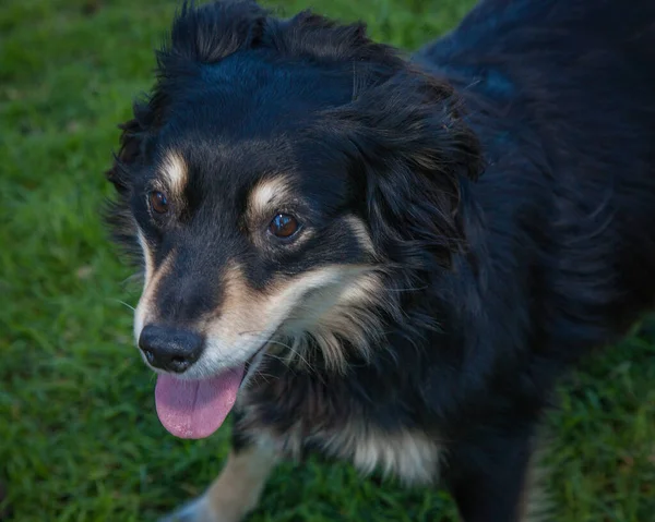 Walking Playing Dogs Can Very Rewarding Experience Dog Would Love — Stock Photo, Image