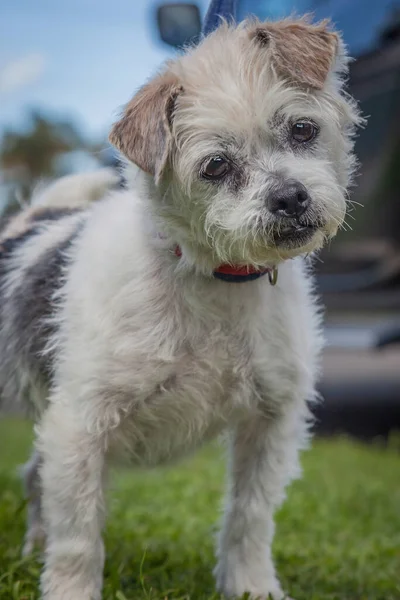 Pasear Jugar Con Perros Puede Ser Una Experiencia Muy Gratificante —  Fotos de Stock