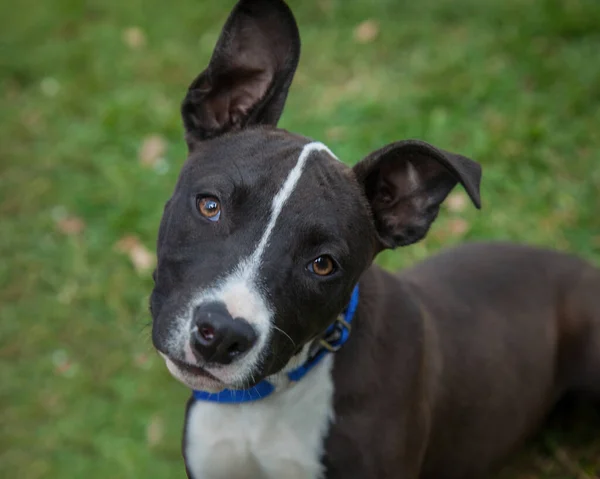 Spaziergänge Und Das Spielen Mit Hunden Können Eine Sehr Lohnende — Stockfoto