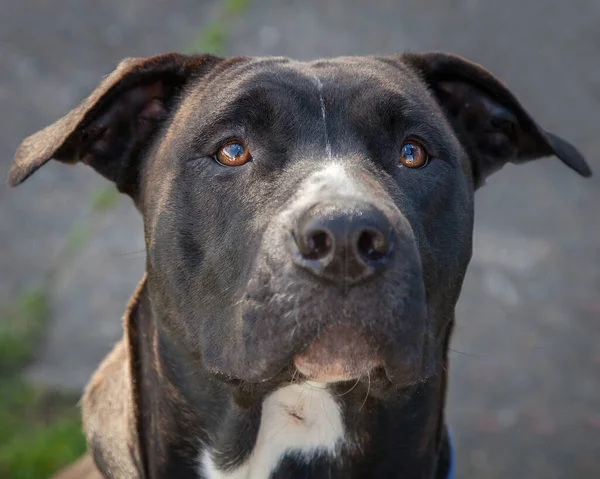 Spaziergänge Und Das Spielen Mit Hunden Können Eine Sehr Lohnende — Stockfoto