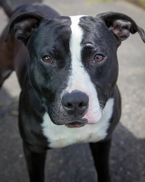 Yürümek ve köpeklerle oynamak çok ödüllendirici bir deneyim olabilir. Bu köpek senin en iyi arkadaşın olmayı çok ister..