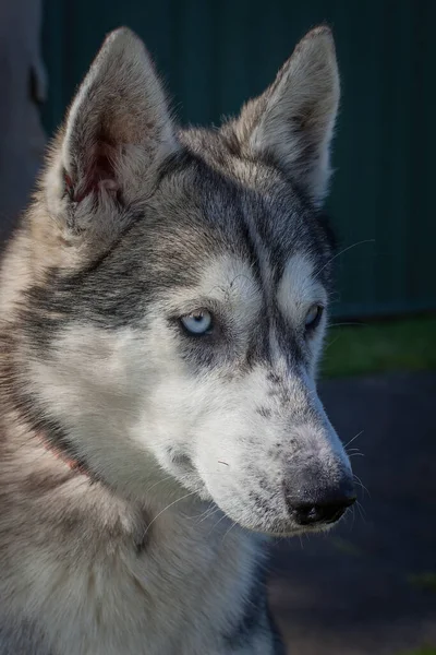 Spaziergänge Und Das Spielen Mit Hunden Können Eine Sehr Lohnende — Stockfoto