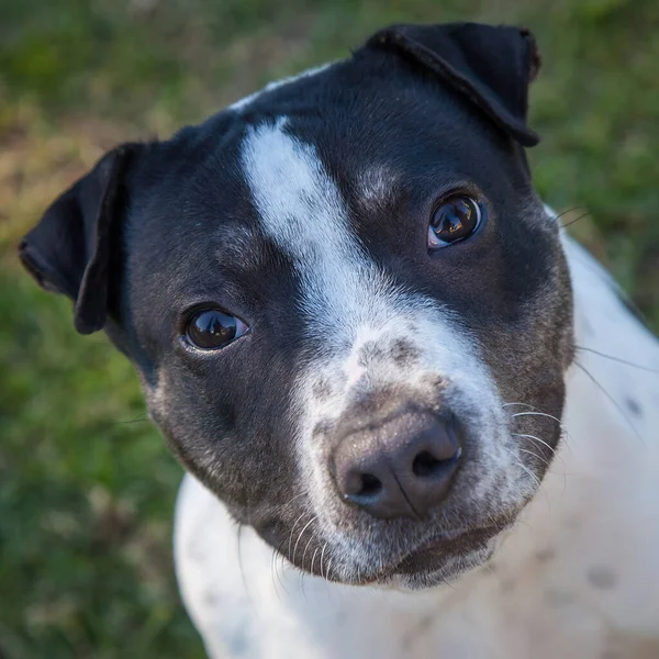 Walking Playing Dogs Can Very Rewarding Experience Dog Would Love — Stock Photo, Image