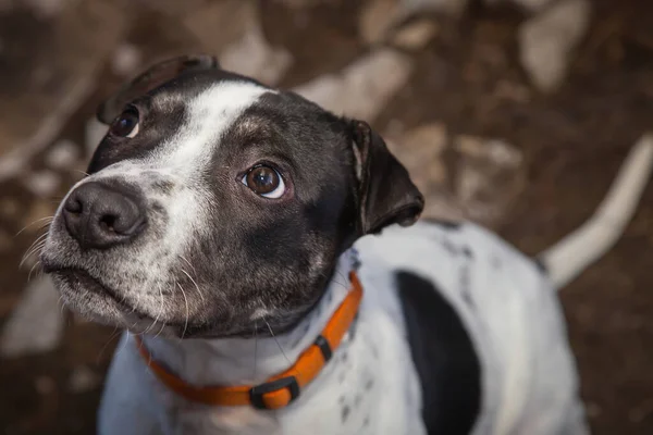 Caminhar Brincar Com Cães Pode Ser Uma Experiência Muito Gratificante — Fotografia de Stock