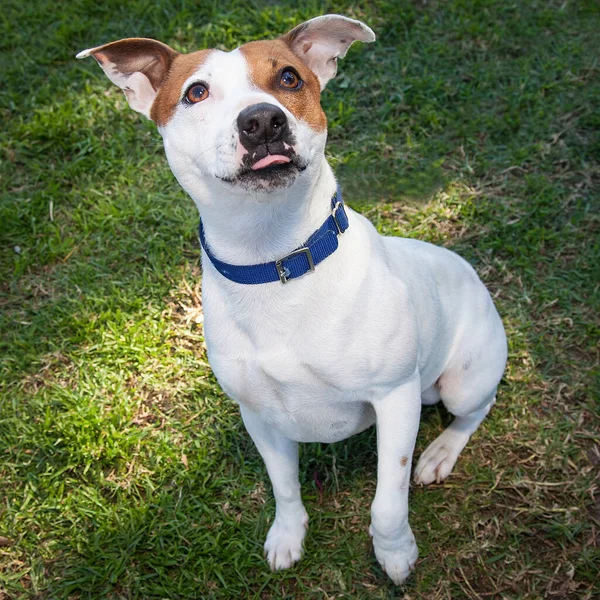 Pasear Jugar Con Perros Puede Ser Una Experiencia Muy Gratificante —  Fotos de Stock