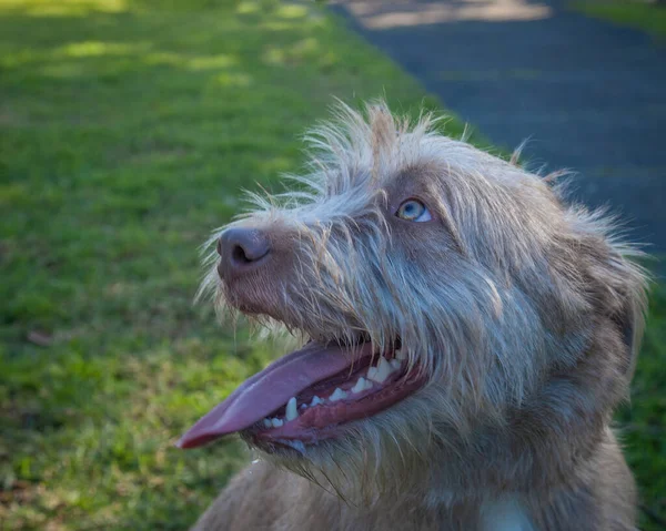Sétálni Kutyákkal Játszani Nagyon Kifizetődő Élmény Lehet Kutya Szeretne Legjobb — Stock Fotó